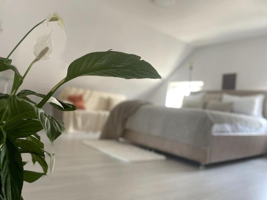 Vila Casa Mina Albeşti Exteriér fotografie